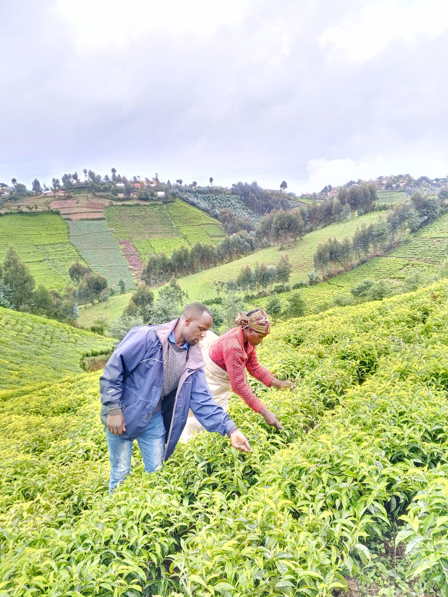 mporerirenge's tweet photo. Gushyigikira no kubakira Ubushobozi Umugore ukora mu Uruhererekane nyongeragaciro rw' Igihingwa Cy' Icyayi si Impuhwe , Ni Amahitamo y' igihugu yo Kubaka Iterambere rirambye by' Umwihariko mu rwego rw' Ubuhinzi.
@RwMountainTea 
@RwandAgriExport @RwandaAgri https://t.co/77ggyUBwRX