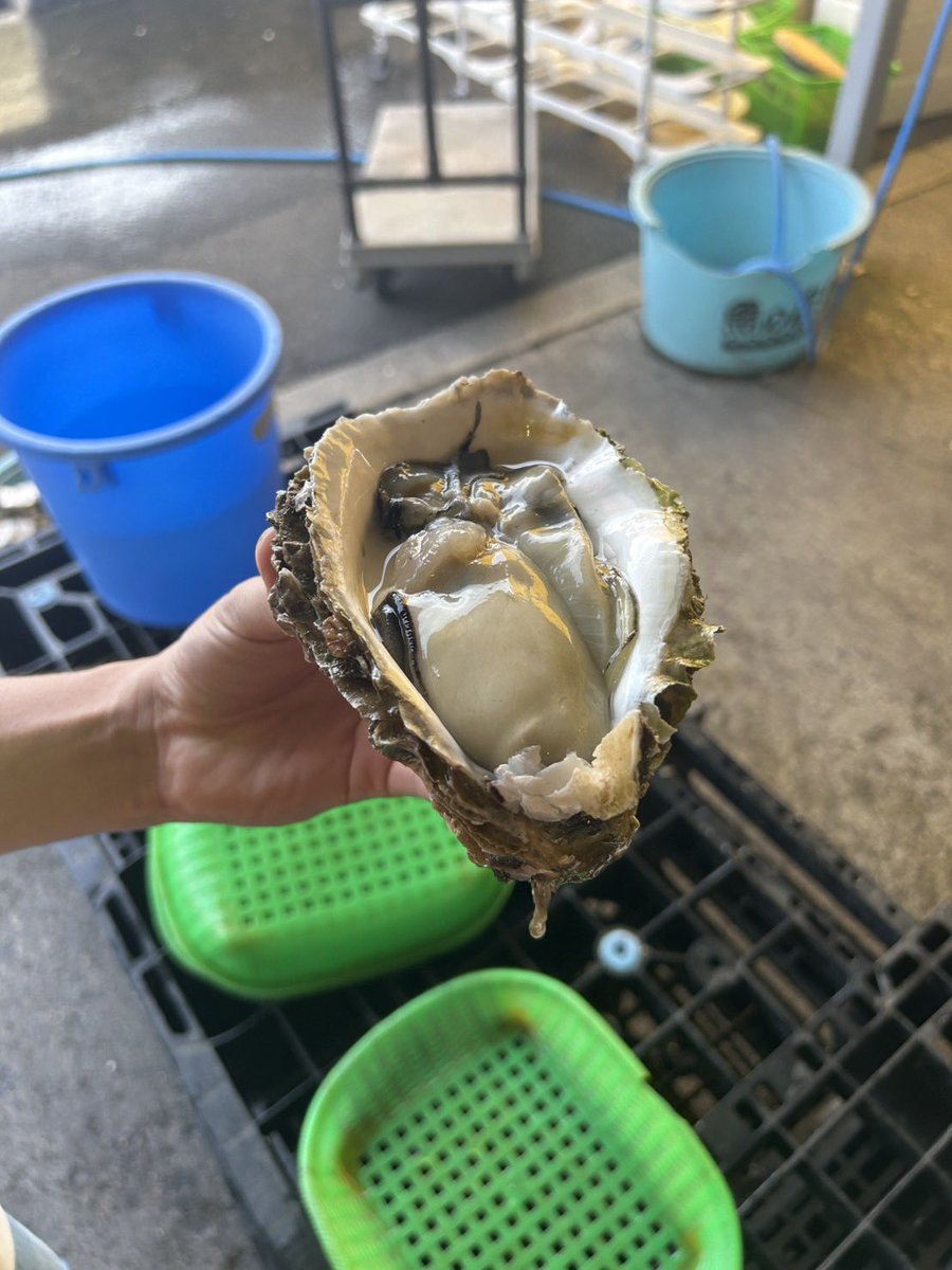 teeeeeemaaaaa's tweet photo. 牡蠣食べに行ったよ🦪
やっぱり岩牡蠣が1番おいしいね https://t.co/DVTc05FTTU