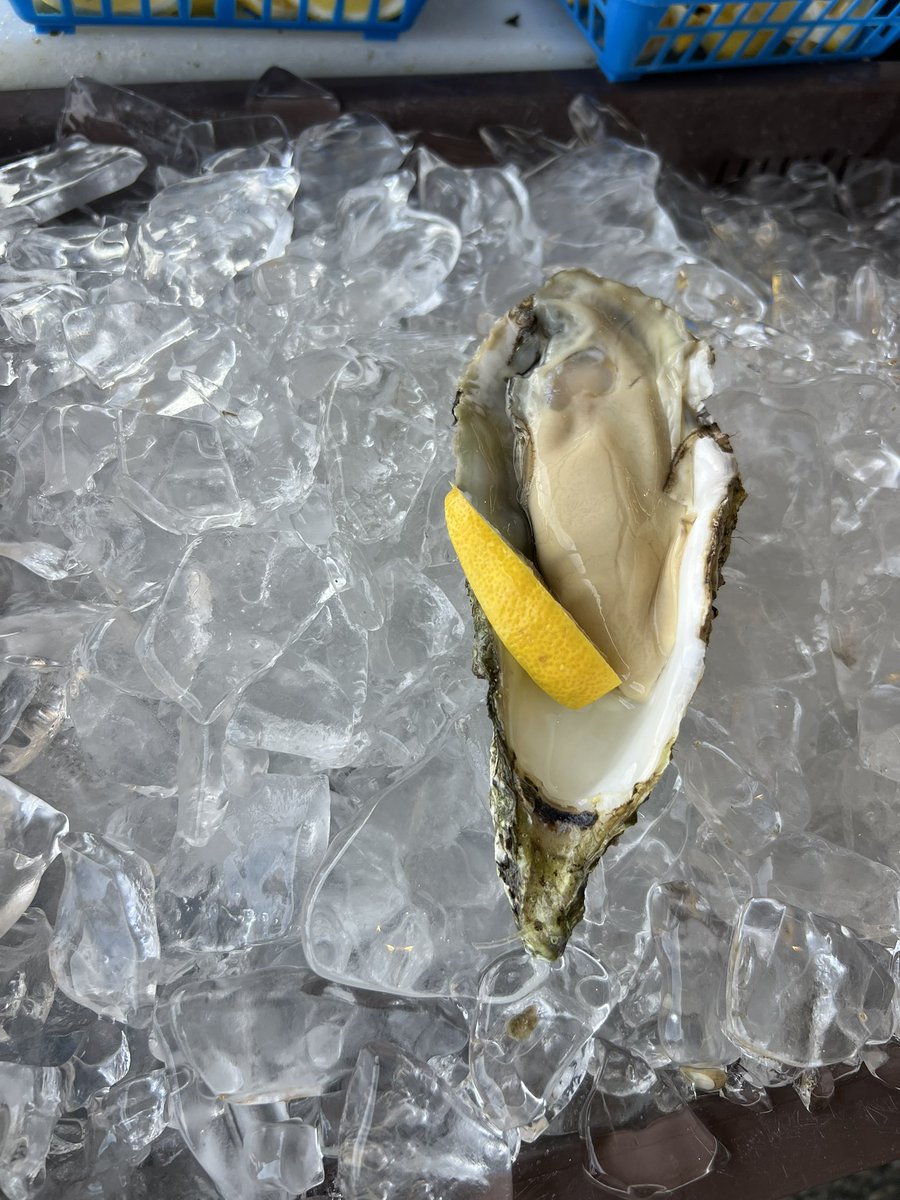teeeeeemaaaaa's tweet photo. 牡蠣食べに行ったよ🦪
やっぱり岩牡蠣が1番おいしいね https://t.co/DVTc05FTTU