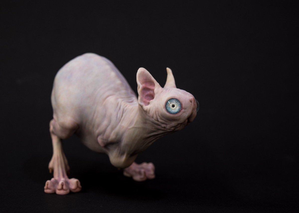 shoyamamoto_'s tweet photo. 【ナイトクローラー/Nightcrawler】

UMA「ナイトクローラー」を独自の解釈で制作しました🐱🦵
眼がうまくいって満足！

 #wf2026s
#ねこ 
#Nightcrawler #UMA #creature  #ZBrush https://t.co/R9VuFaOR2I