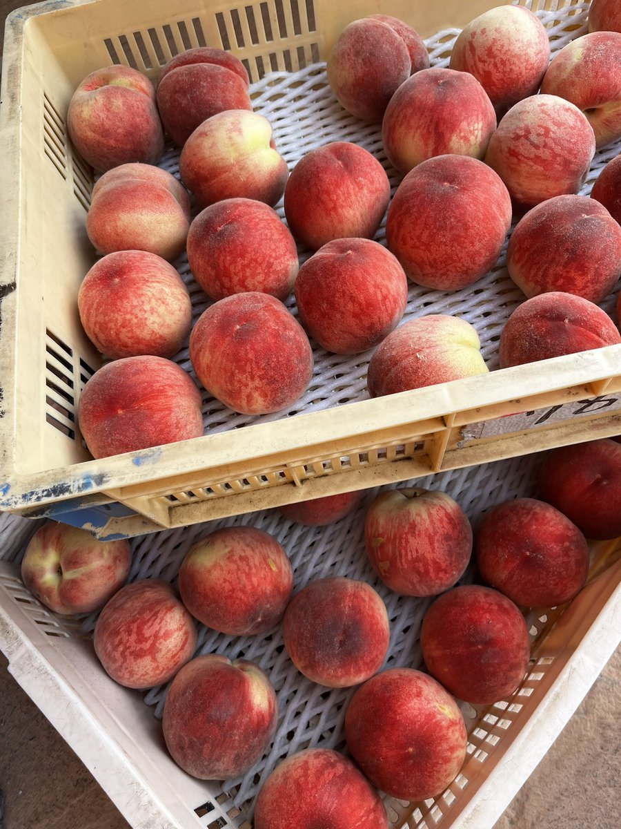 berrystea's tweet photo. お待たせしました！🍑
桃スイーツ、いよいよ明日から始まります✨

桃の生産量日本一・山梨県笛吹市の農家さんから、もぎたて桃を仕入れてきました。

車の中いっぱいに広がる、桃の甘くて幸せな香り♡
明日、浜田山のティールームへ届けます。
旬の桃をたっぷり使ったスイーツをぜひお楽しみください https://t.co/a2dwLQL4Dt