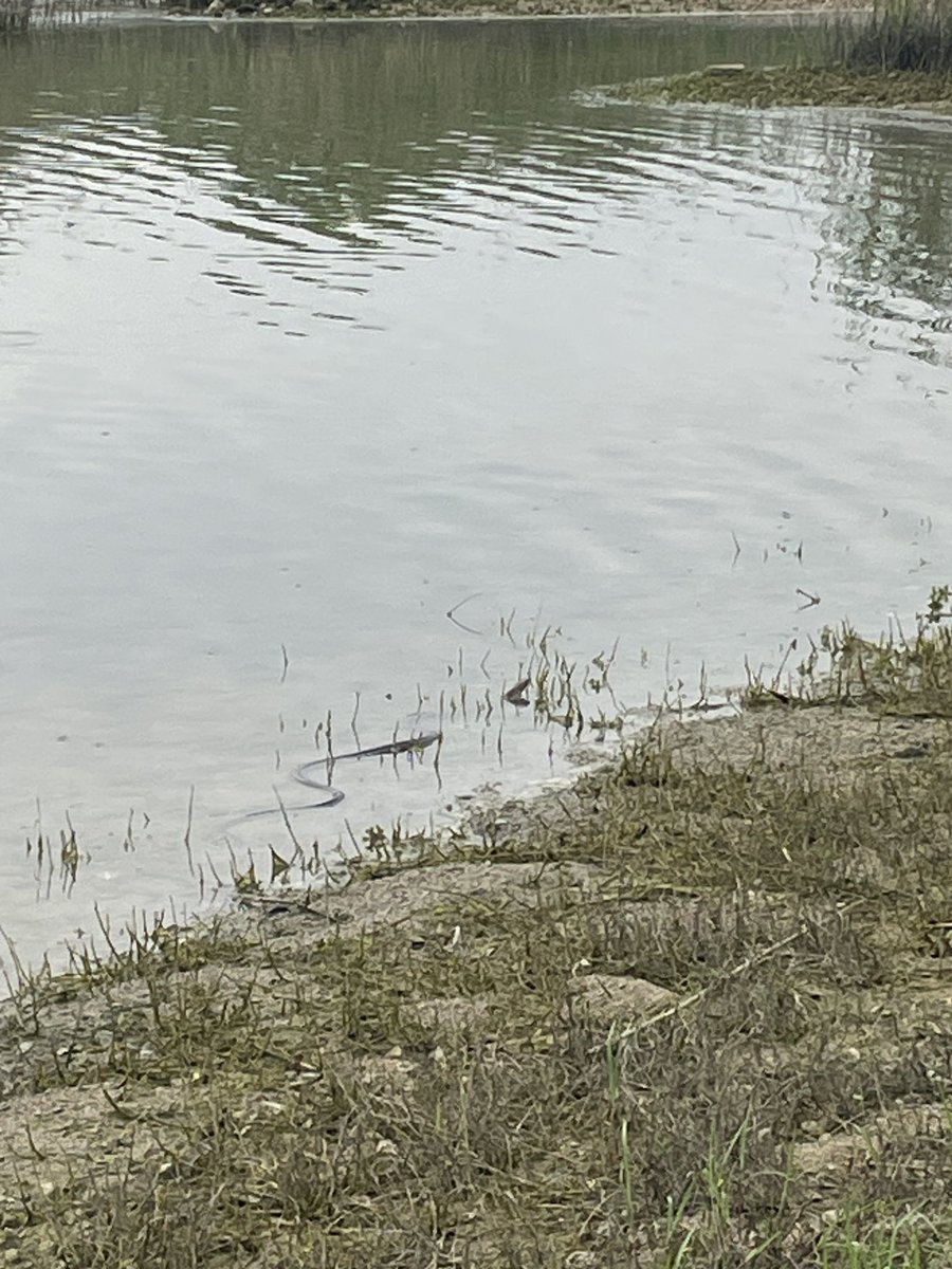 gnu_sk_kg's tweet photo. GFP28日目🎣

明日から雨模様が続きそうなので
20時まで粘ったけどボーズ🤣
アタックは8回あったのに一回ものせられん😭
晴天続きで水位下がっていつもの場所に全然いないし

｢だんだんナマズさんの釣り方が分かってきた｣とかほざいてたがアレは嘘だっ‼️

また動画見て勉強しなきゃ... https://t.co/geilE78RHu