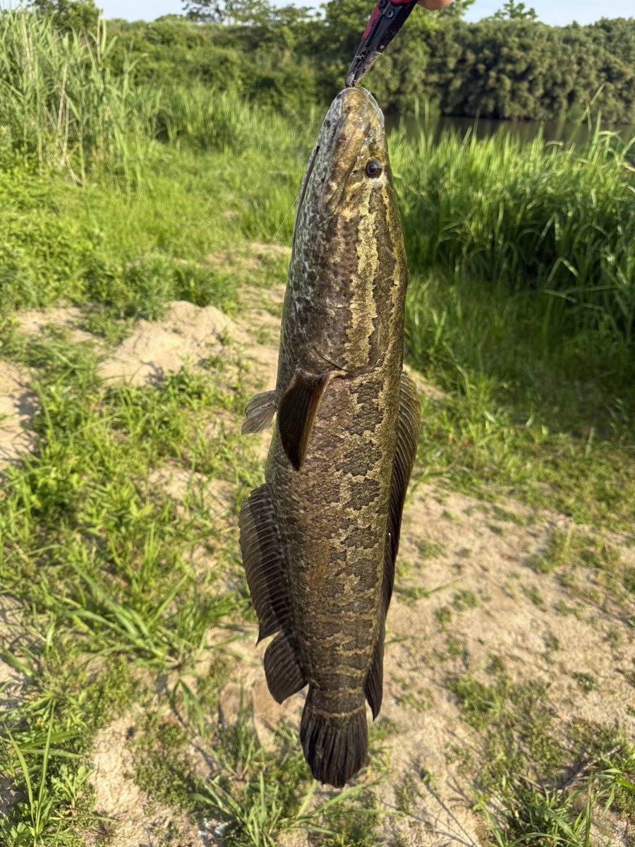 1357moto's tweet photo. 今日も配達帰りにホームで釣り🎣
ラージ・スモール・雷魚😆バスのサイズが小さいど満足👍 https://t.co/QVV3h2ccCC