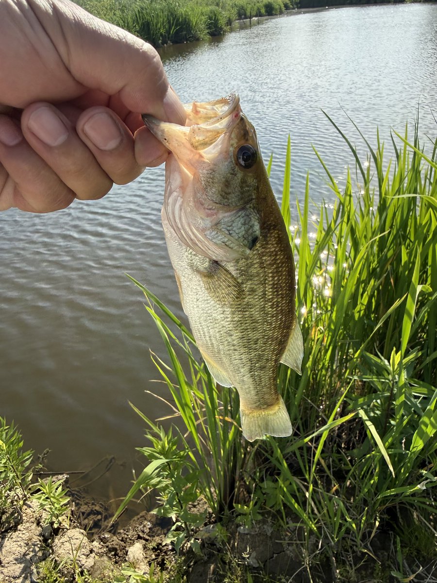 1357moto's tweet photo. 今日も配達帰りにホームで釣り🎣
ラージ・スモール・雷魚😆バスのサイズが小さいど満足👍 https://t.co/QVV3h2ccCC