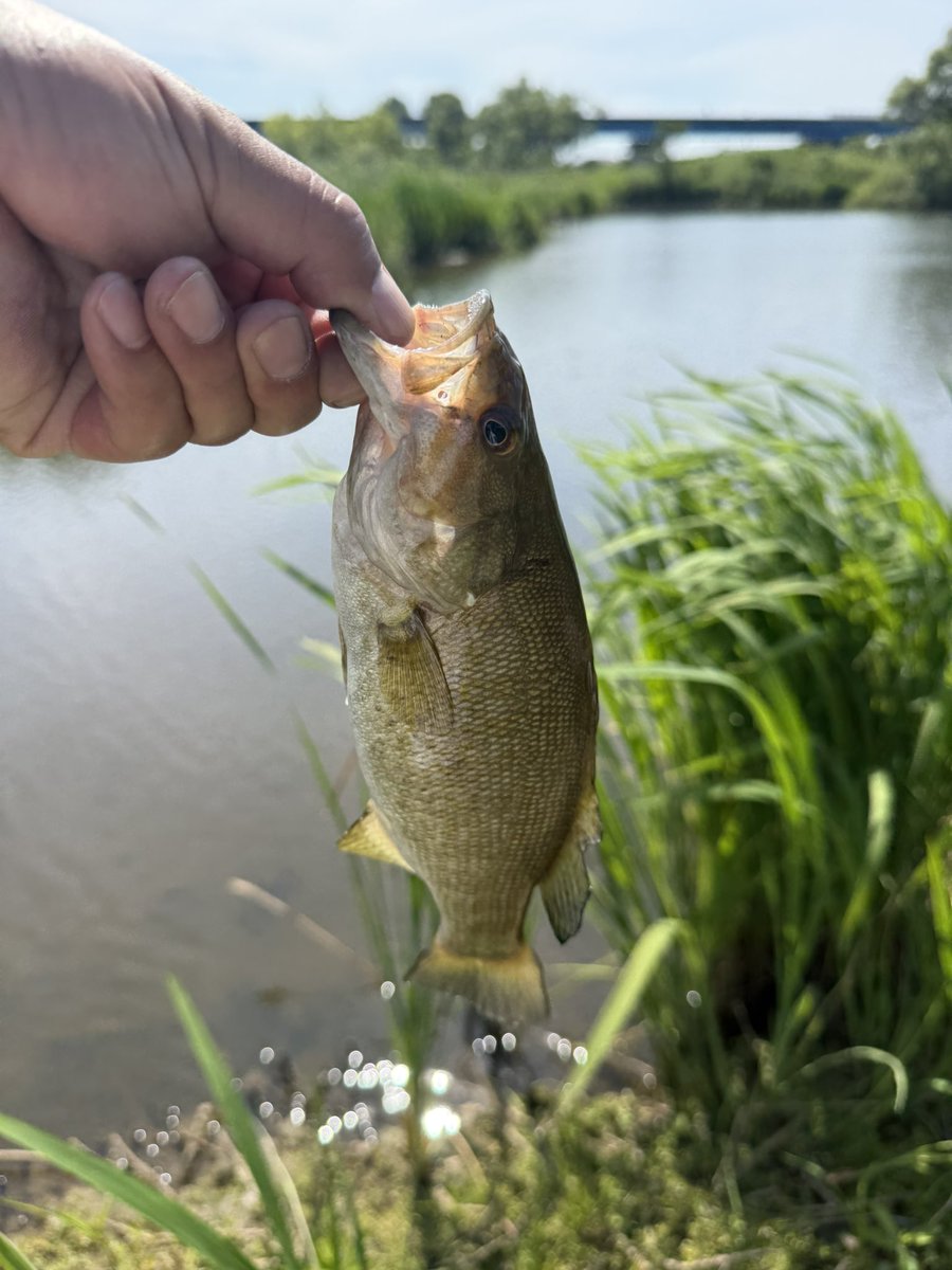 1357moto's tweet photo. 今日も配達帰りにホームで釣り🎣
ラージ・スモール・雷魚😆バスのサイズが小さいど満足👍 https://t.co/QVV3h2ccCC