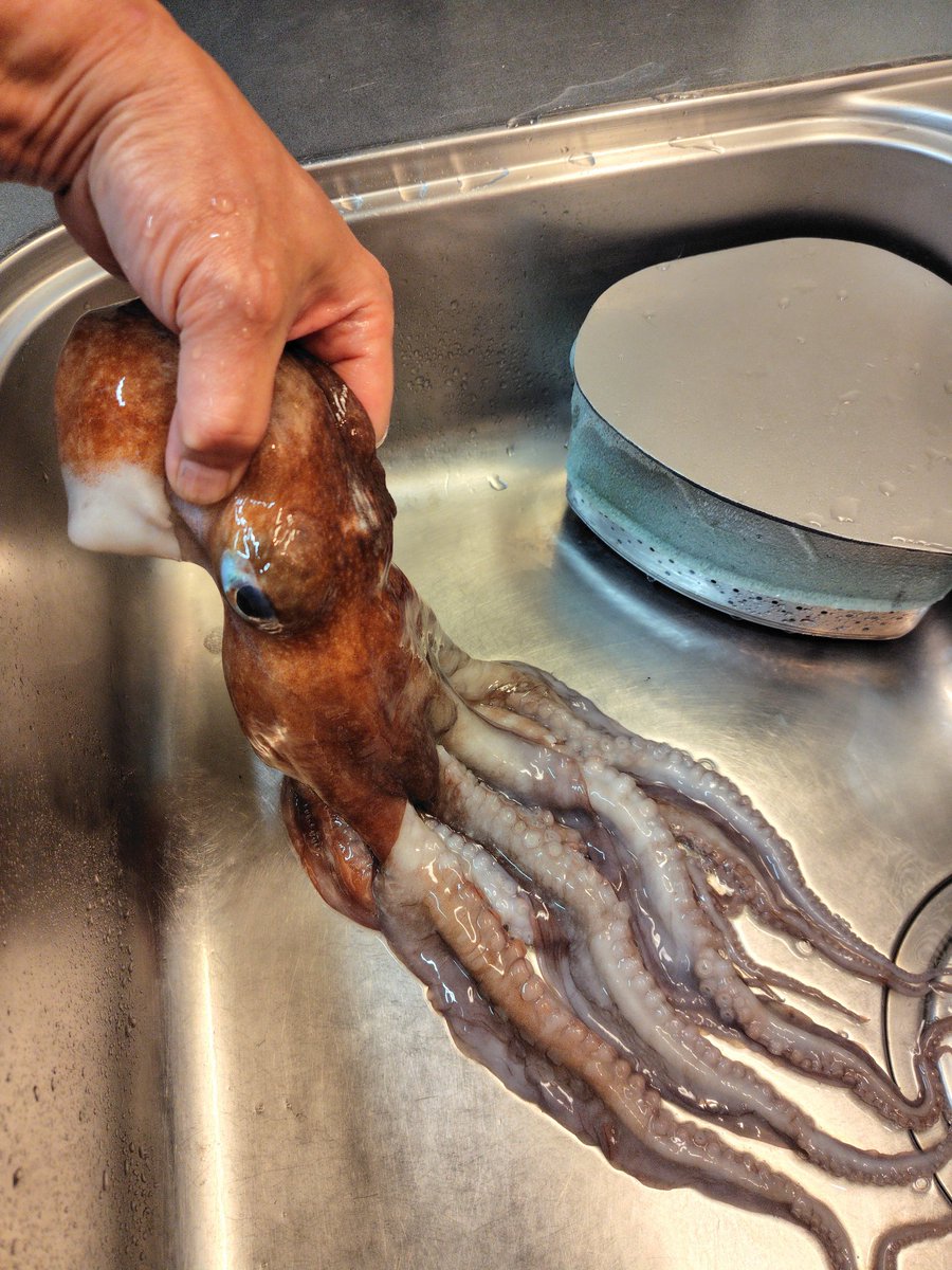 ebiRider21's tweet photo. 魚屋で丸々一匹のタコを見つけた🐙

まだ細胞が生きてるのか吸盤が吸い付く

早速茹でて美味しく頂きました😋

乾杯🍻

#晩酌
#家飲み
#タコ
#茹でタコ https://t.co/WdIEAK0Ov5