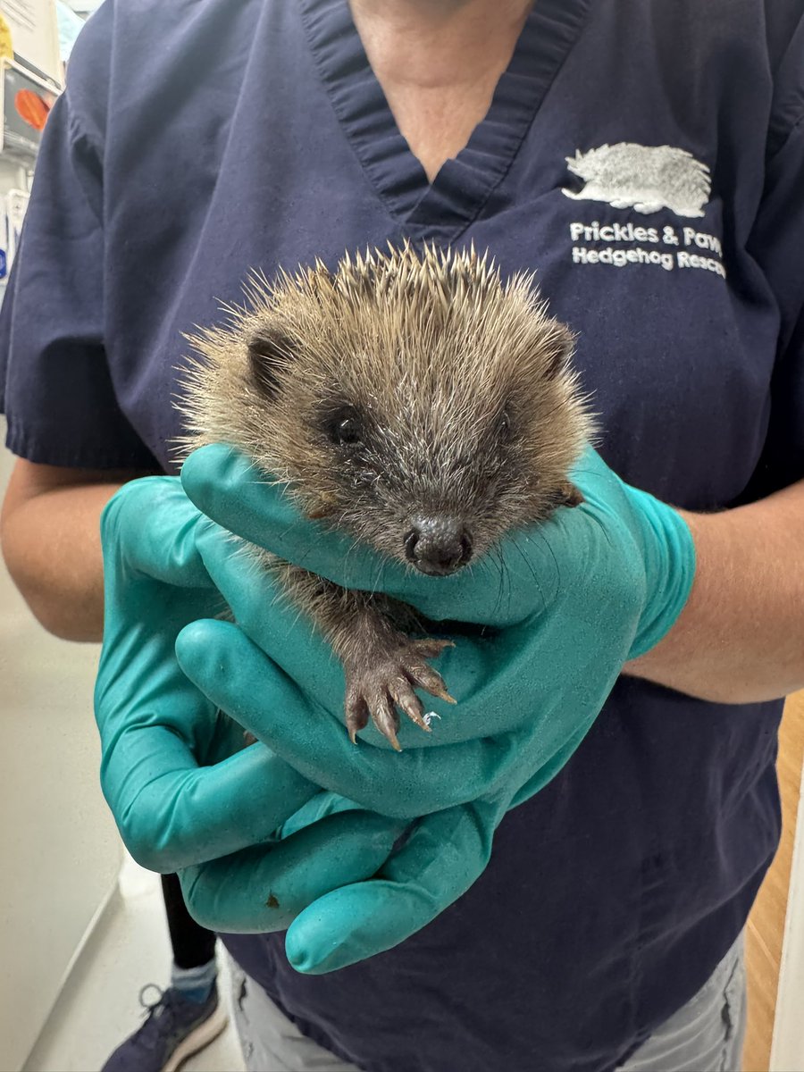 Prickles_Paws's tweet photo. One of today’s highlights 💚
Little Burdock has graduated from the incubator after 11 days of intensive care. From arriving weak, dehydrated, and hypothermic to confidently self-feeding—it’s wonderful to see how far he’s come 🙌 https://t.co/69ocShJf4B