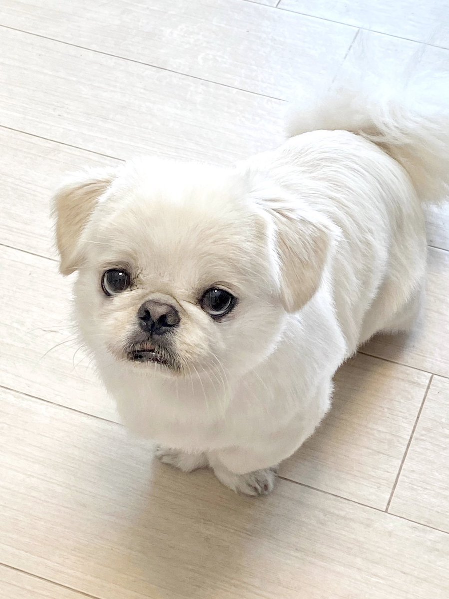 The_Mucho_World's tweet photo. 【犬と暮らす人間あるある】
⠀
「俺んちに犬が！？」と嬉しくなる時がある https://t.co/GPJbA1APHx