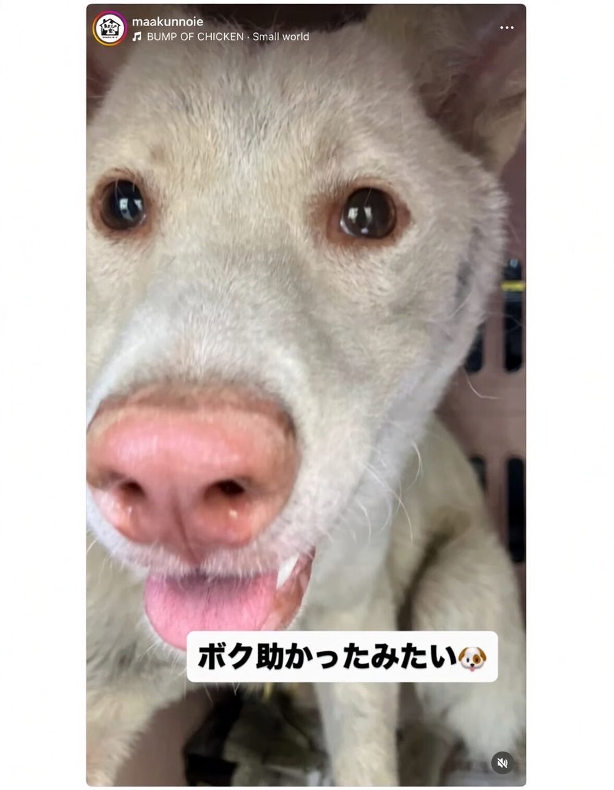 fukushiyamesagi's tweet photo. ㊗️引き出されました㊗️
6/18(木)期限 周南健康福祉センター51番♂
『まあくんの家』様が引き出してくださいました🍀

シェルターでのお名前は『テリー』くん🐶✨
これから家庭犬のお稽古頑張ります✊

拡散ご協力頂きました皆様 罪なき子達の幸せの為ご尽力くださる全ての皆様に心より感謝いたします🙇🏻‍♂️ 

♦️6/18(木)期限の男の子
まあくんの家様で過ごしています🍀

外の暮らしで汚れてしまっていますが
白クリームの毛色とピンクのお鼻が可愛い子です💖

シェルターでの仮名は『テリー』くん🐶✨

幸せなお家の子目指して
人馴れ・お散歩トレーニング…
家庭犬のお稽古頑張ります🌳🐶

まだまだ落ち着かない様子のテリーくん
お問い合わせもいただいているようです

テリーくんをよろしくお願いします🙏🏻

まあくんの家様の活動目的は
行き場のない子をセンターから迎えることではありません

シェルターはあくまで仮住まい

この子たちには家族が必要です🧑‍🧑‍🧒‍🧒

外の苛酷な環境で精一杯生きてきた野犬の子たち
迷子で収容され収容期限が来てもお迎えのない子たち
遺棄や飼育放棄、持ち込みなど
飼い主に見放された元飼い犬の子たちが
幸せなお家の子として迎えられますよう心から願って止みません🙏🏻✨

『まあくんの家』(maakunnoie)様Instagram
⏩https://t.co/qzvECaHmxD