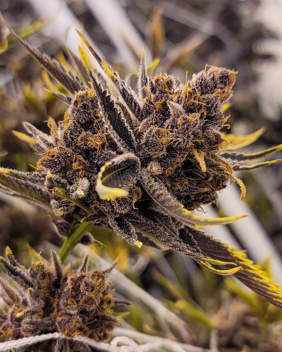 jamesbryan0420's tweet photo. Forbidden Zkittles # 3. Deep purple flower. With the most pungent... and i mean PUNGENT, artificial welches grape jelly funk🍇🍇🍇🍇🍇. Hits so loud💥 https://t.co/16azNAUxBl