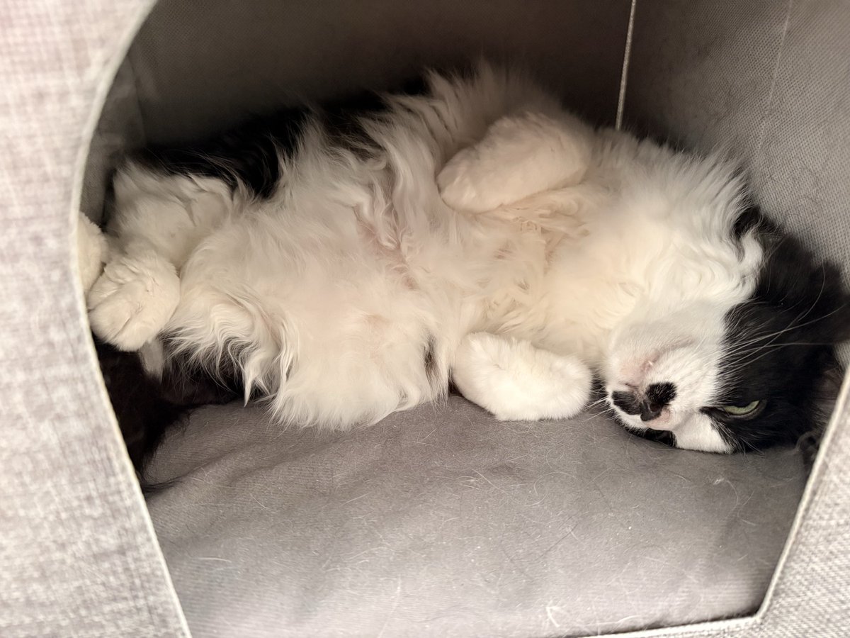 higenoyu's tweet photo. 足組んで悪い顔してる猫 https://t.co/bBR6Dx9WDk