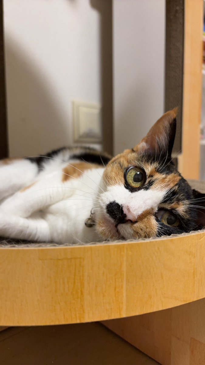acco_tk's tweet photo. なんか猫が16歳を超えると大々的にお祝いされるっぽい？？うちの子何となくで気がついたら18歳。可愛いまま。 https://t.co/8yUUOSrkHN