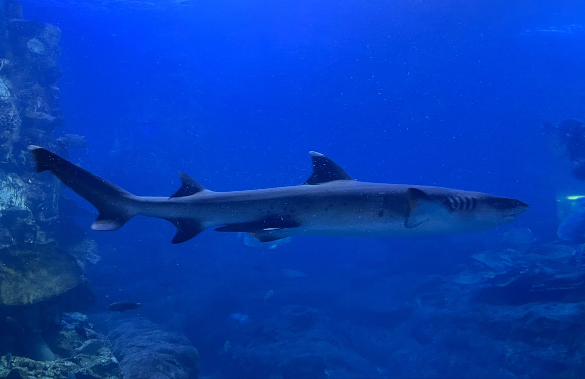 LollaAnwar's tweet photo. واحده من أمتع تجارب حياتي على الإطلاق 🦈🪸❤️🦀🐙 https://t.co/BIrwWTh62F