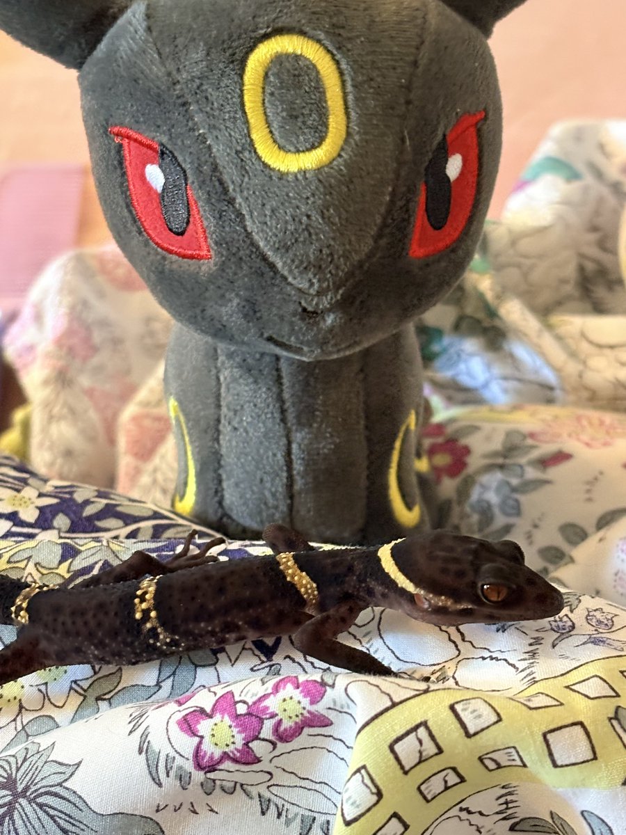 bbeegirIs's tweet photo. umbreon is chilling with umbreon https://t.co/d6xggTP7ok