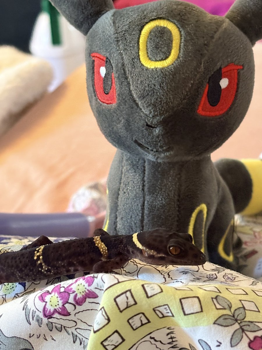 bbeegirIs's tweet photo. umbreon is chilling with umbreon https://t.co/d6xggTP7ok