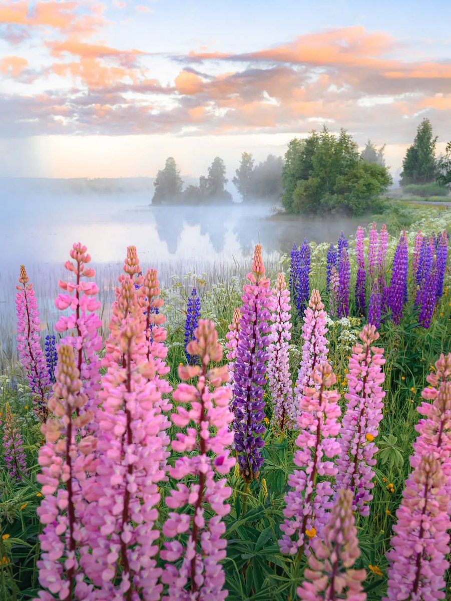 DiscoverFinland's tweet photo. Hyvää juhannusta! Glad midsommar! Happy Midsummer! Celebrating every Finn's favourite summer holiday with a selection of sunny and summery shots taken around Finland. 

Photos shared on IG by antsvahter, visitsavonlinna_official, jukkapaa, and liisassaras:
https://t.co/C767LPDBPN https://t.co/2AGCg0gVNd