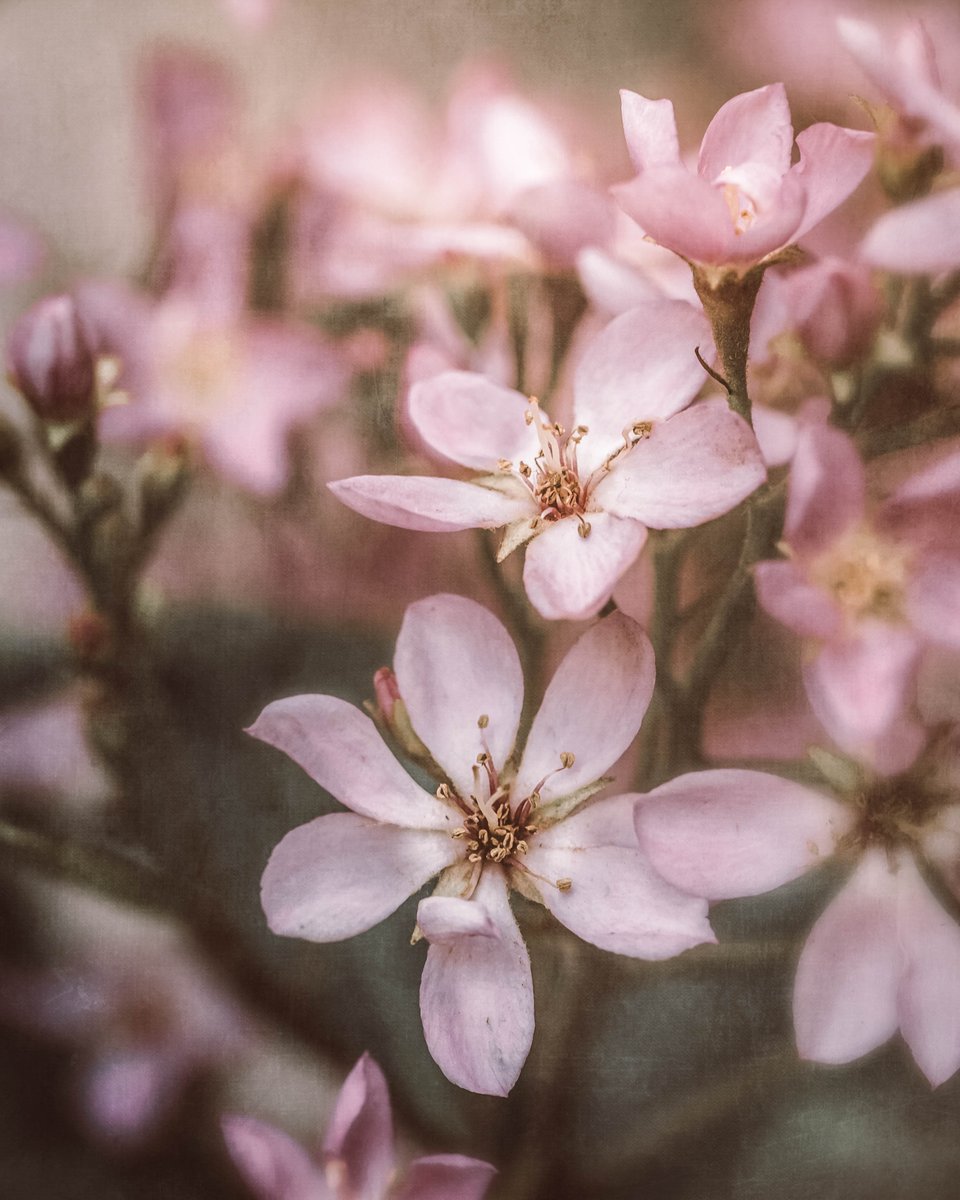 aHeartSoFull's tweet photo. It's FLOWER FRIDAY folks.

Quote it or Share it 👇

#FlowerFriday #PhotoChallenge https://t.co/e6t1hHELDg