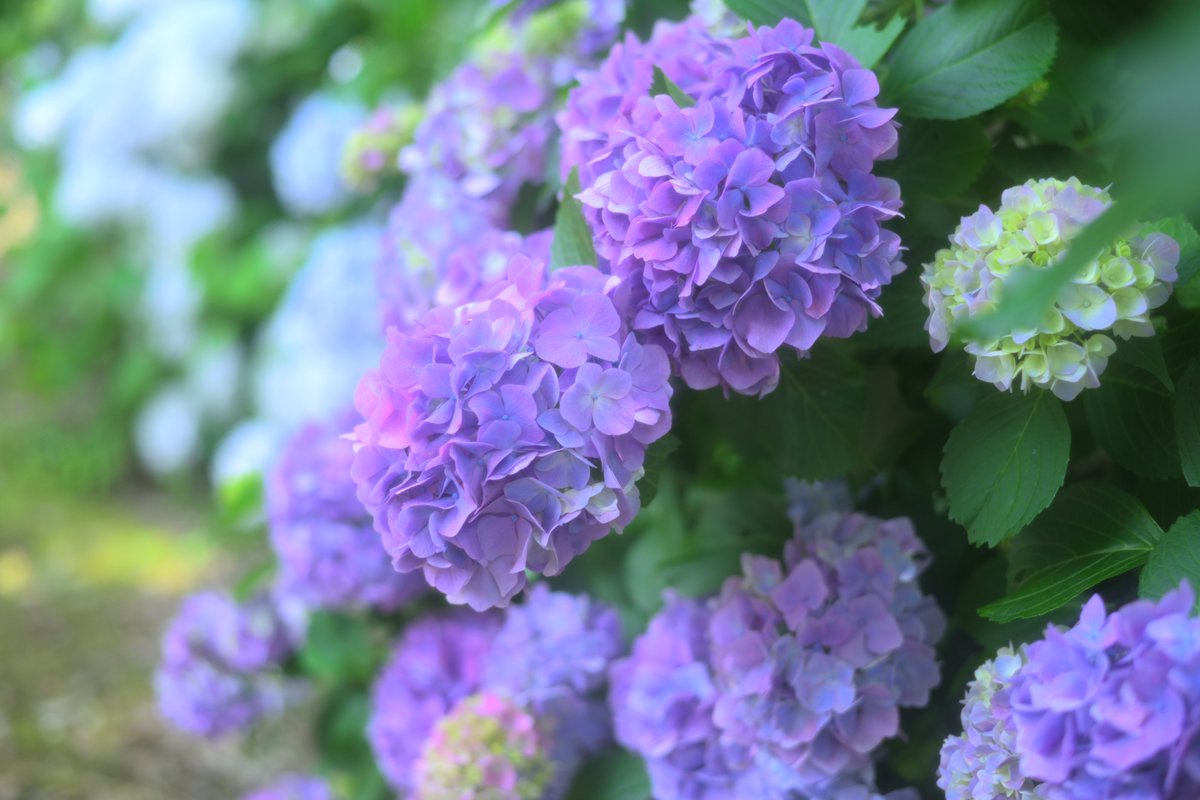 龍姫ナミ📸6/28東１く52a tweet media