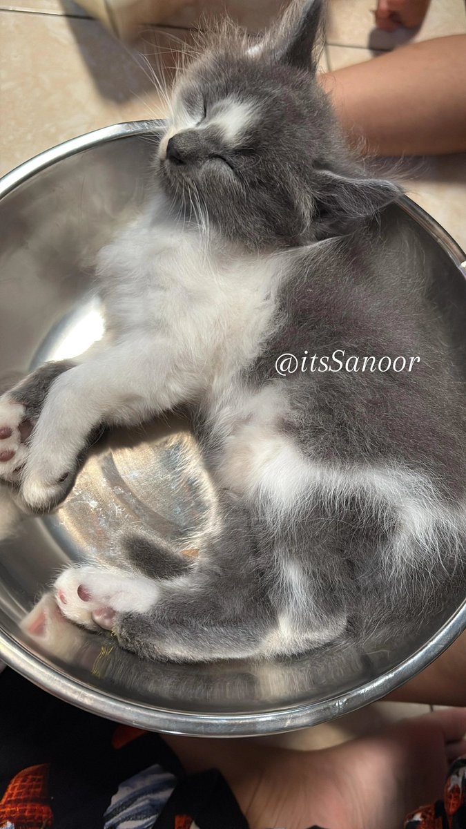 itsSanoor's tweet photo. Rahasia Tidur Malam yang Bikin Pagi Lebih Fresh!

Kiri atau Kanan? Ternyata beda banget efeknya buat tubuh! Kalian tim mana nihh??🤔
⏬ https://t.co/jVDYs3JBMU