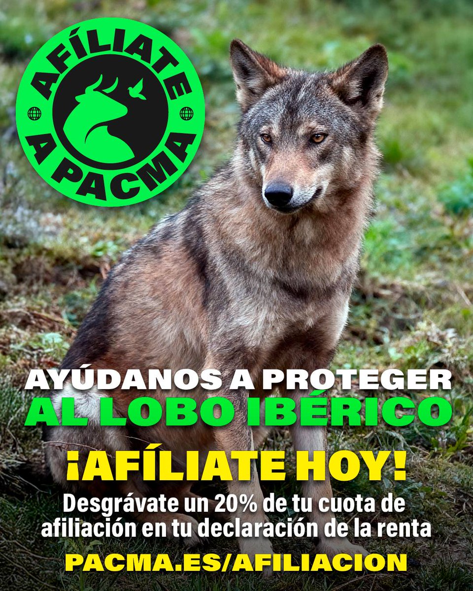 PartidoPACMA's tweet photo. 💪¡Ayúdanos a defender a los lobos!

🐺El lobo es un animal indispensable en nuestros ecosistemas, ¡no podemos permitir su exterminio! Afíliate a PACMA y colabora con nosotros en la defensa de esta joya ibérica.

👉No recibimos ningún tipo de subvención pública, solo nos financiamos con las aportaciones de afiliados y donantes particulares. Puedes desgravarte el 20% de tu cuota de afiliación en la declaración de la renta.

💚¡Únete a la revolución verde! https://t.co/aLcYS42Roa

#SalvarAlLoboIbérico #Lobo #LoboIbérico #ÚneteALaRevoluciónVerde #ÚneteAPACMA
