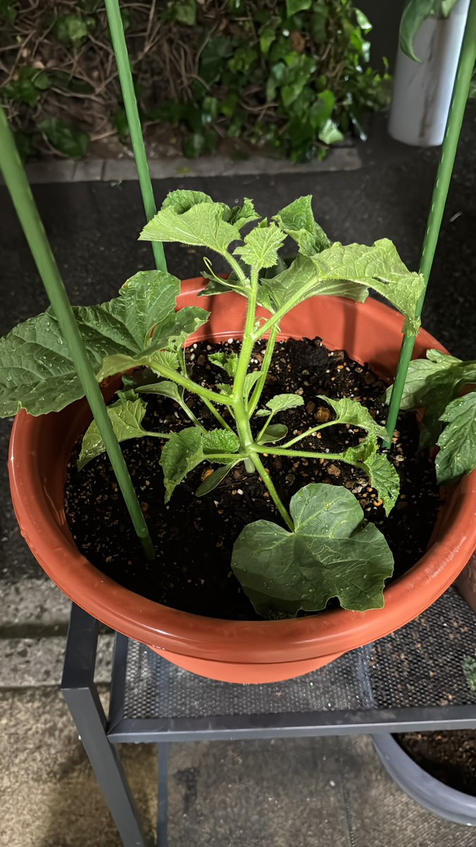ItpsHj's tweet photo. メロン🍈
水耕栽培とプランター栽培でかなり差が出ました！検証は楽しい😆😆

#家庭菜園 https://t.co/HH4hmd5yW6