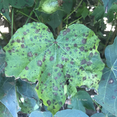 CropNetwork's tweet photo. Cotton Fungicide Efficacy Chart for Foliar Diseases at https://t.co/tcuxApNwwu.  

From @travisfaske @SpurlockLab @StrayerScherer @IanMSmall1 @bobkemerait @rodrigobonofre @ppp_trey @baldpathologist +others.

@PCGNews @NC_Cotton @GACottonComm @CottonInc @kmbiss @CottonGrowers @AgriLife #cotton @SRPCGA