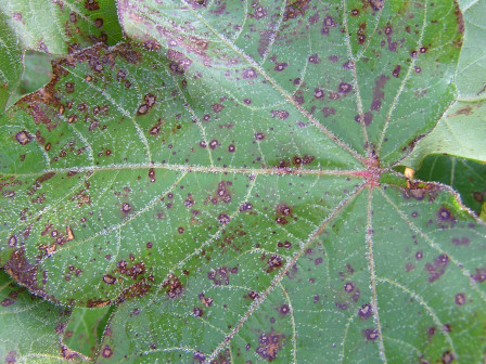 CropNetwork's tweet photo. Cotton Fungicide Efficacy Chart for Foliar Diseases at https://t.co/tcuxApNwwu.  

From @travisfaske @SpurlockLab @StrayerScherer @IanMSmall1 @bobkemerait @rodrigobonofre @ppp_trey @baldpathologist +others.

@PCGNews @NC_Cotton @GACottonComm @CottonInc @kmbiss @CottonGrowers @AgriLife #cotton @SRPCGA