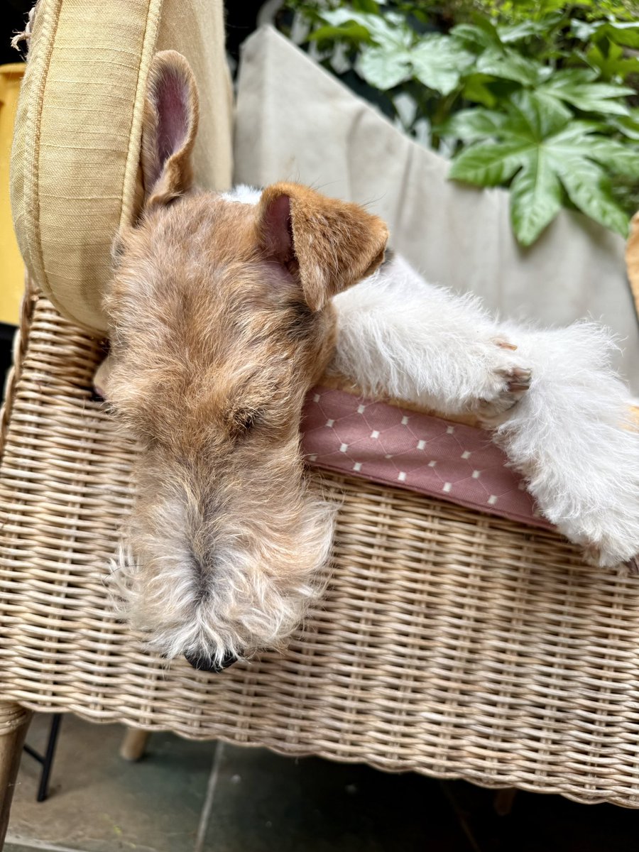 FrecklesChimes's tweet photo. Just chilling 🐾😊 https://t.co/HO7zBRSzNU