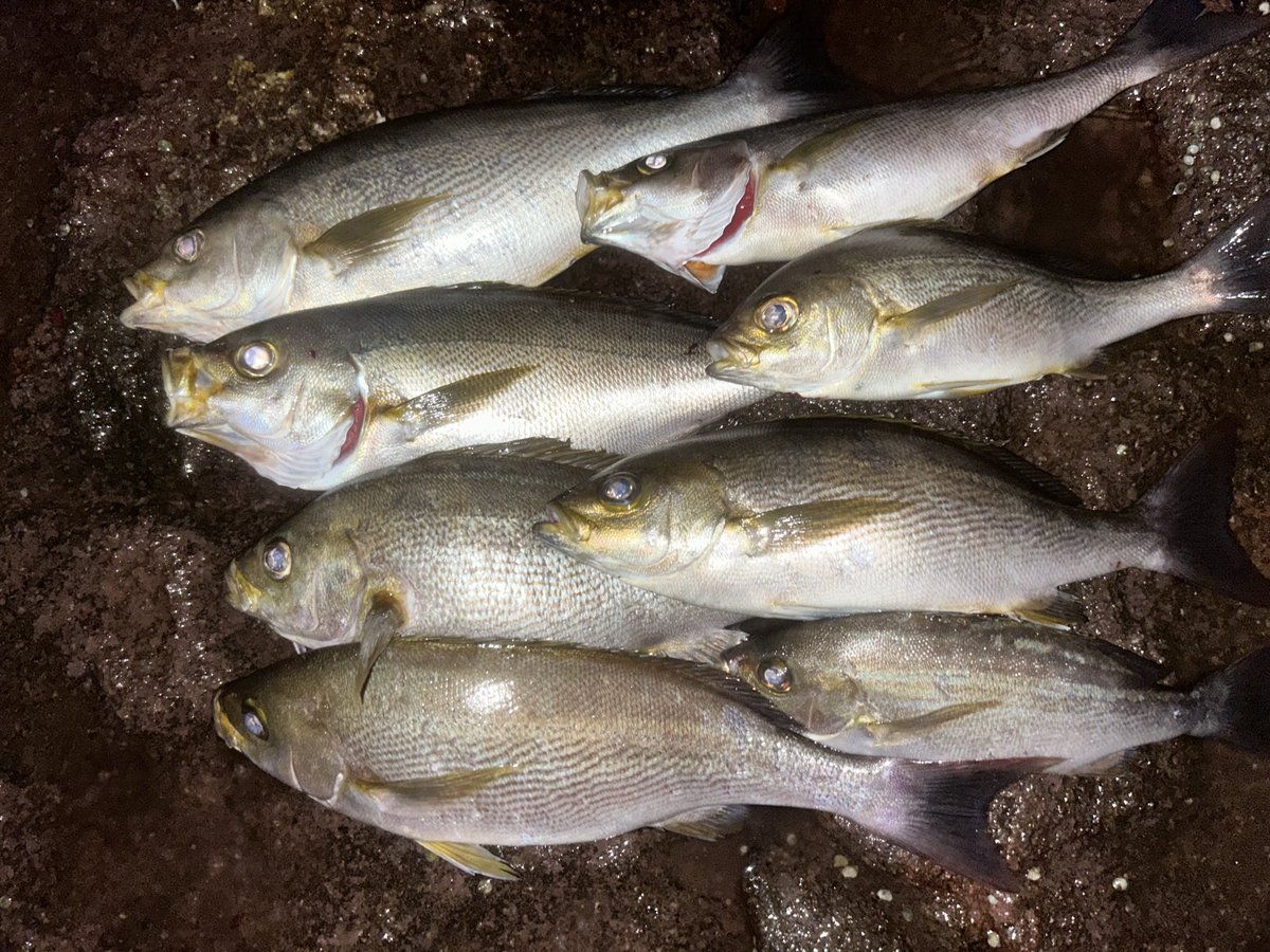 hiro0898849030's tweet photo. 今回も太イサキゲット🐟
まづめにライントラブル痛かった😅
#イサキ https://t.co/PiRQHZfDE3