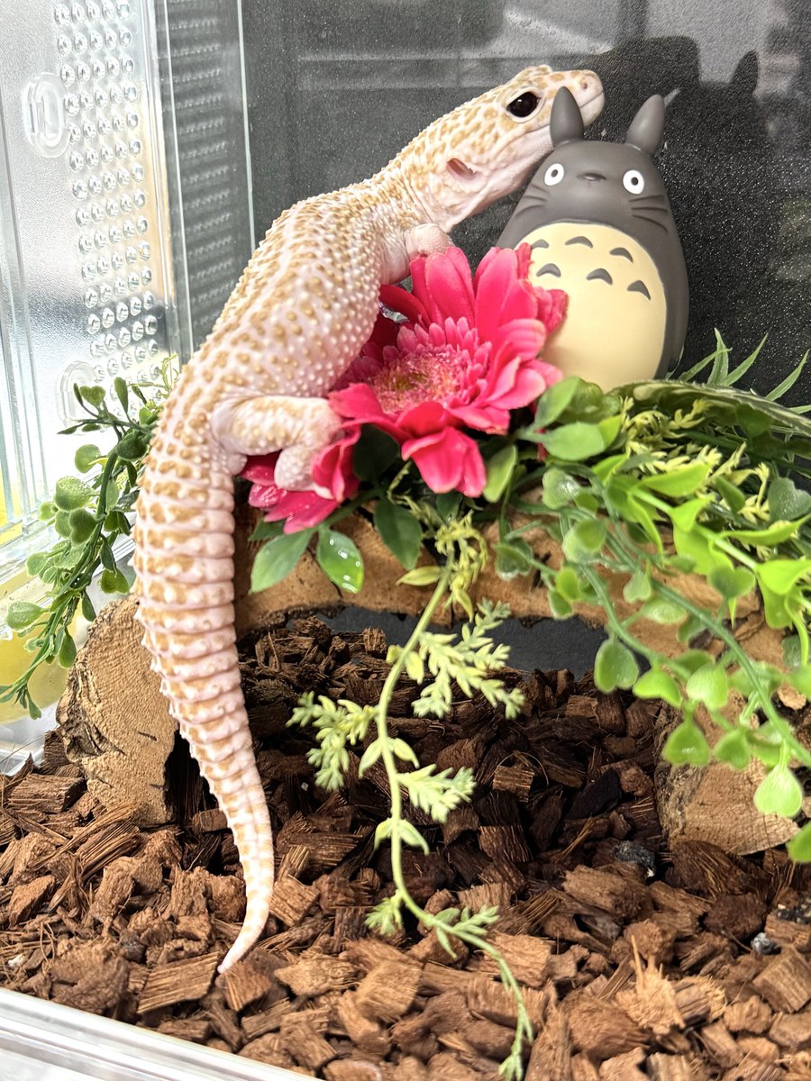 Leopa_A's tweet photo. 6月20日(土)の営業時間は12時〜16時です😊

📷ヒョウモントカゲモドキ

スーパージャイアント
スーパーマックスノーアルビノ

いつも置物？！と間違われるほどおとなしい男の子ですが、どうやら今日は遊びたい気分だったみたいです🙂‍↕️

めちゃくちゃ大きい子なのに写真で伝わらないのが残念です🥺 https://t.co/g7ifvE9hFV