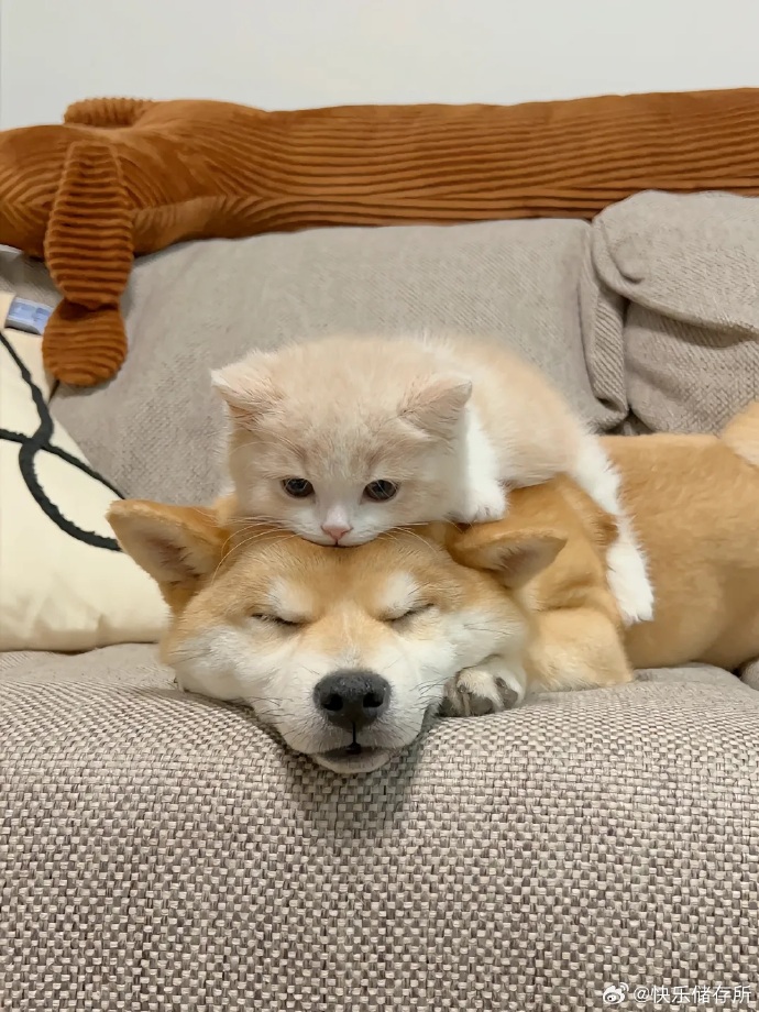 Nutella__2005's tweet photo. Nothing beats coming home to a tail wag and warm purr—my pet’s the best mood booster ever! https://t.co/i5E2oTAIRq