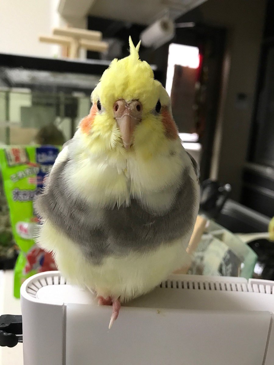 翔太@動物を救い隊☮️ tweet media