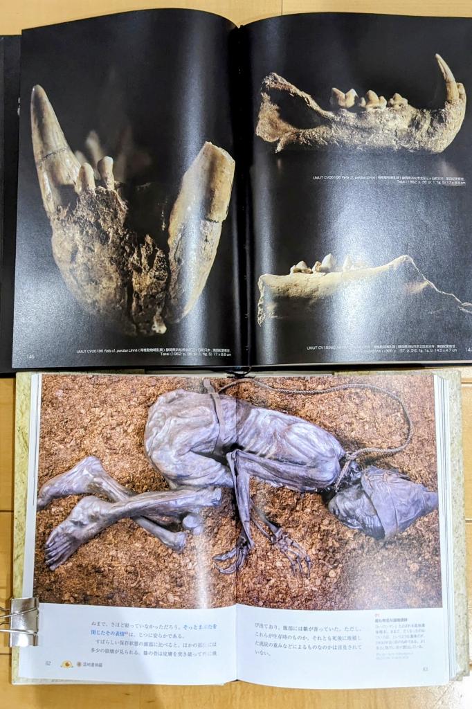 grainglasses's tweet photo. 『東大古生物学』と『化石になりたい』は読んだあとは写真集としてたまに眺めるのが良いです。 https://t.co/5hVqJm1vQ9