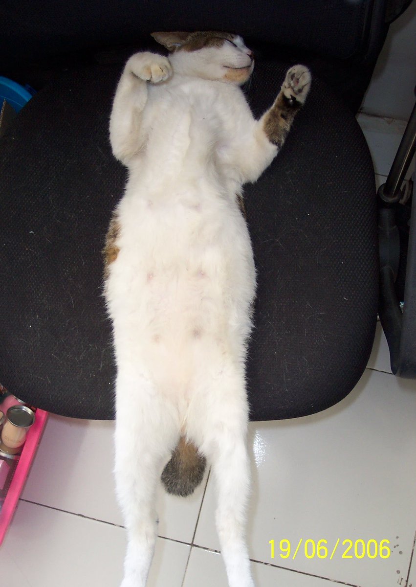 cestmoi_mo's tweet photo. Penunggu kantor 🐈

📸 Shoot on KODAK Easyshare DX4330
*tanggalnya mentok di 2025. Jadi pake ujungnya aja, haha. https://t.co/7fomajwzjZ