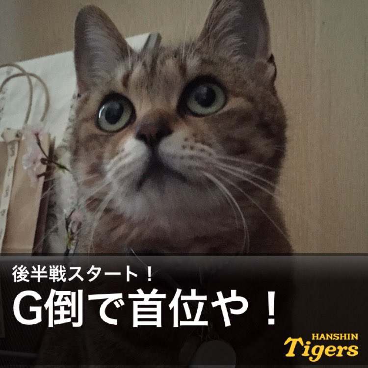 1438Hero's tweet photo. とらほー！＼(^o^)／
首位奪還！最高の後半戦スタート
さぁーエンジンリスタート！
明日も頼むでー！#hanshin #tigers #阪神 #阪神タイガース #猫 https://t.co/hGQolTTNYM