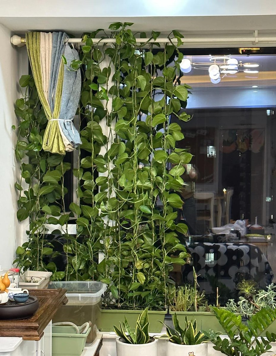 lisovvsshhiik's tweet photo. Just finished weaving a small macramé plant hanger—perfect for my pothos! Handmade with soft cotton cord, brings cozy boho vibes to my windowsill  #HandmadeDIY https://t.co/lYvDe1fUfl