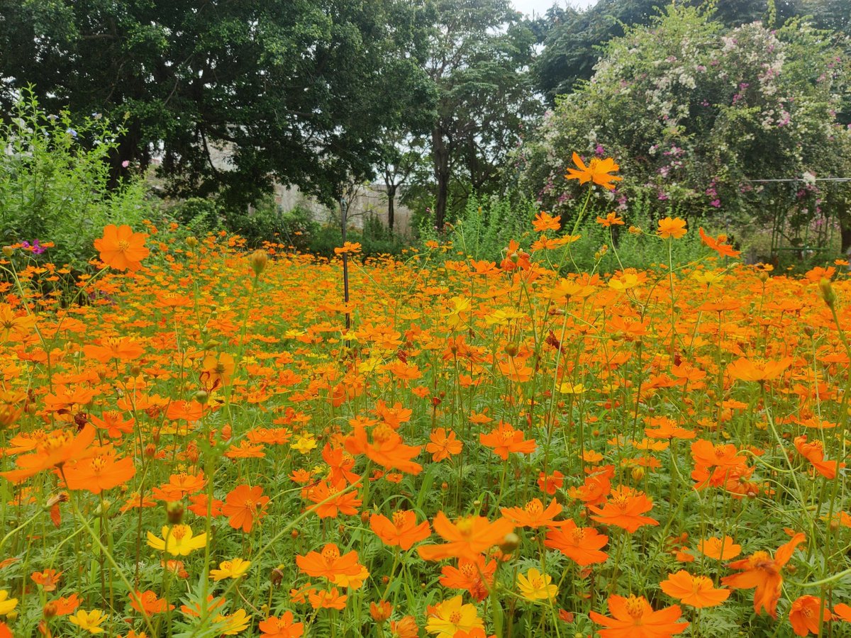 Umapess76167200's tweet photo. Just wrapped up a 3-hour community park cleanup with 20 amazing volunteers! Picked up 15 bags of trash, planted 10 small flowers, and left the green space looking way brighter. Grateful for every smile and helping hand today! https://t.co/sKTPj4K6q8