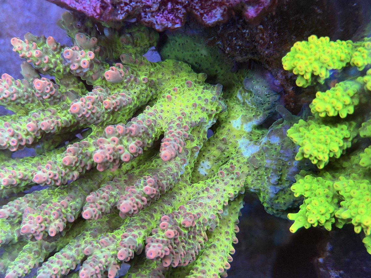 peninsula_reef's tweet photo. 根本部分がところどころ色抜けしてます😞
この現象、原因や対策などご存知の人いたら教えてください🙏 https://t.co/hH5FcsLNVU