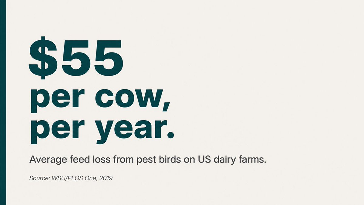 iCHASE_Official's tweet photo. $55 per cow per year in bird-related feed losses. Across 9.4 million US dairy cows, that's $500M+ annually. Most farms treat it as a fixed cost. The ones that don't are the ones with proper bird deterrence in place. #DairyFarming #BirdControl #iCHASE https://t.co/FjohCcq89x