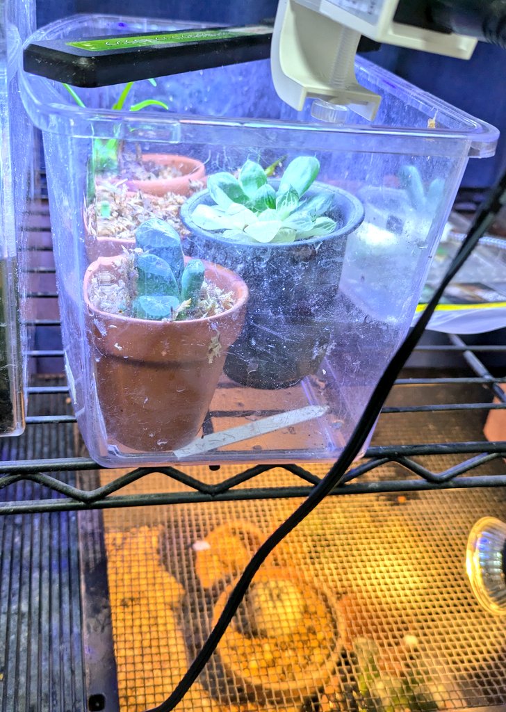 00infinity_gate's tweet photo. 植物培養 https://t.co/LWs6VrL4Rz