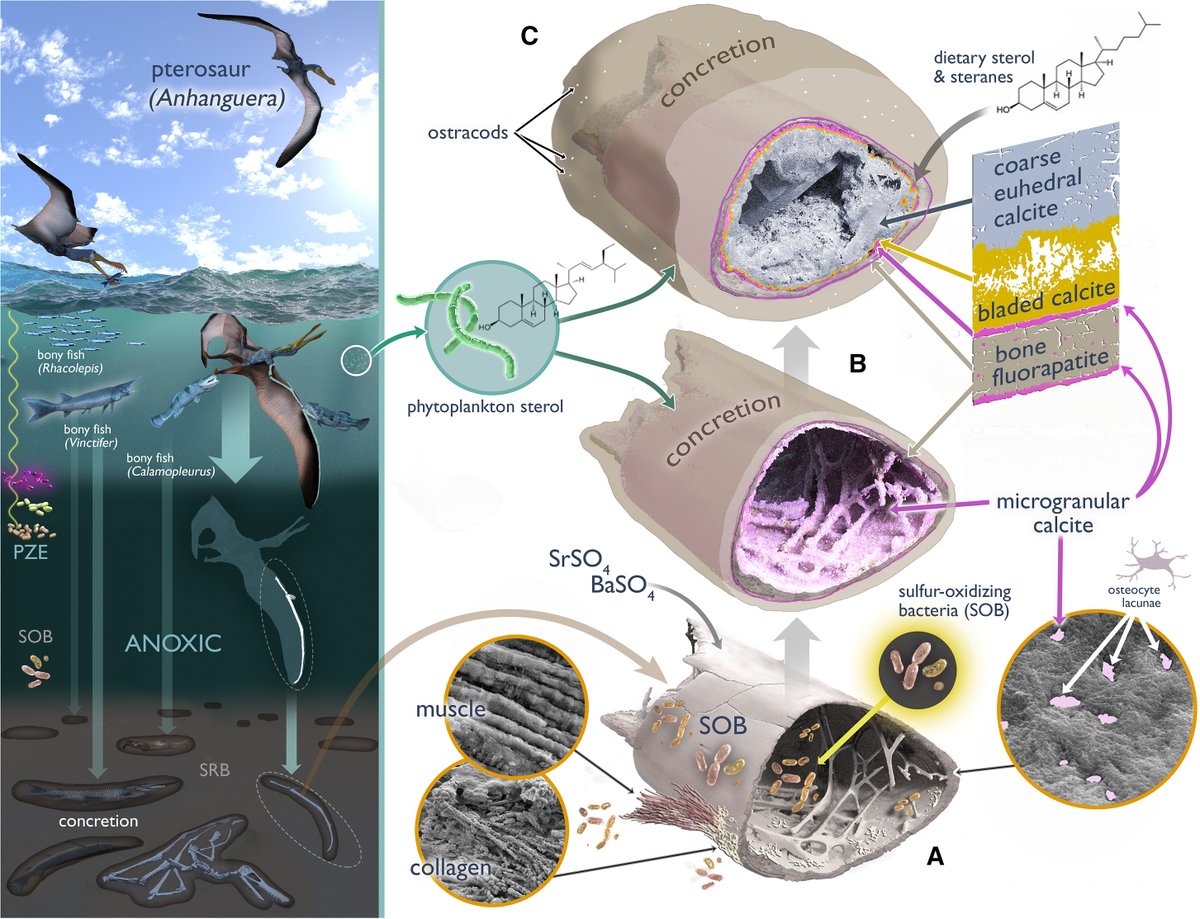 JamaleIjouiher's tweet photo. More proof that we are living in a golden age of #palaeontology. A new paper out on the complex, multi-stage #mineralisation process in a #pterosaur specimen. Which also preserves #biomolecules showing a diet of fish/squid.

https://t.co/8S8Nbh3hF9 https://t.co/3ay3RnuJ1B