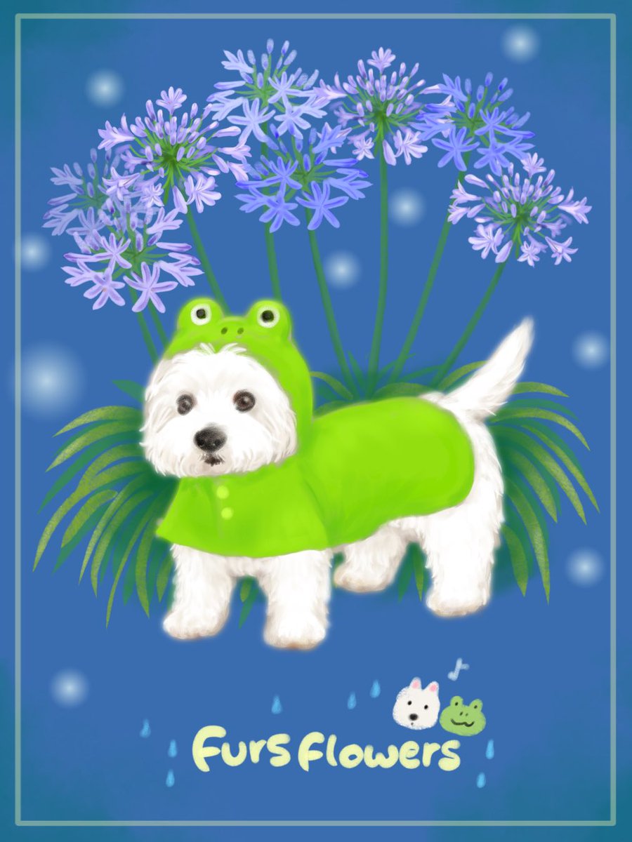 fursflowers's tweet photo. カエルのカッパ🐸着ておすまし顔♪

アガパンサス🔵ウエスティ🐻‍❄️ https://t.co/Ll3HnSmT6C