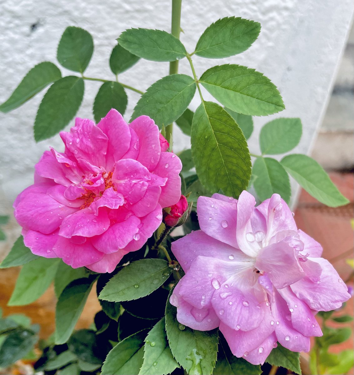 vimalamani05's tweet photo. It's #FlowersOnFriday ! Share yours!
#VimClick https://t.co/S6dTNMPxbE