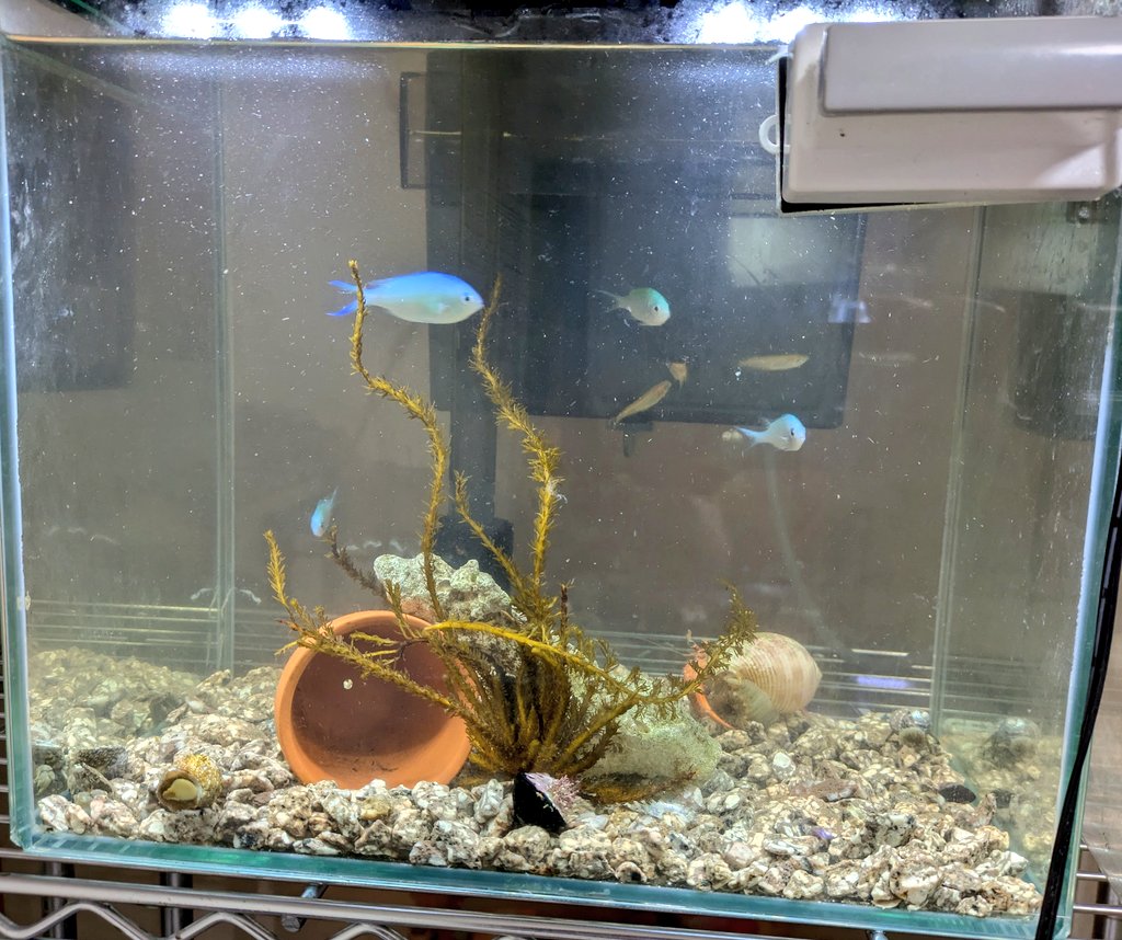 00infinity_gate's tweet photo. 他にもカニやヤドカリ水槽を綺麗にしたら、雰囲気がよくなった✨️ https://t.co/RTJuflROSR