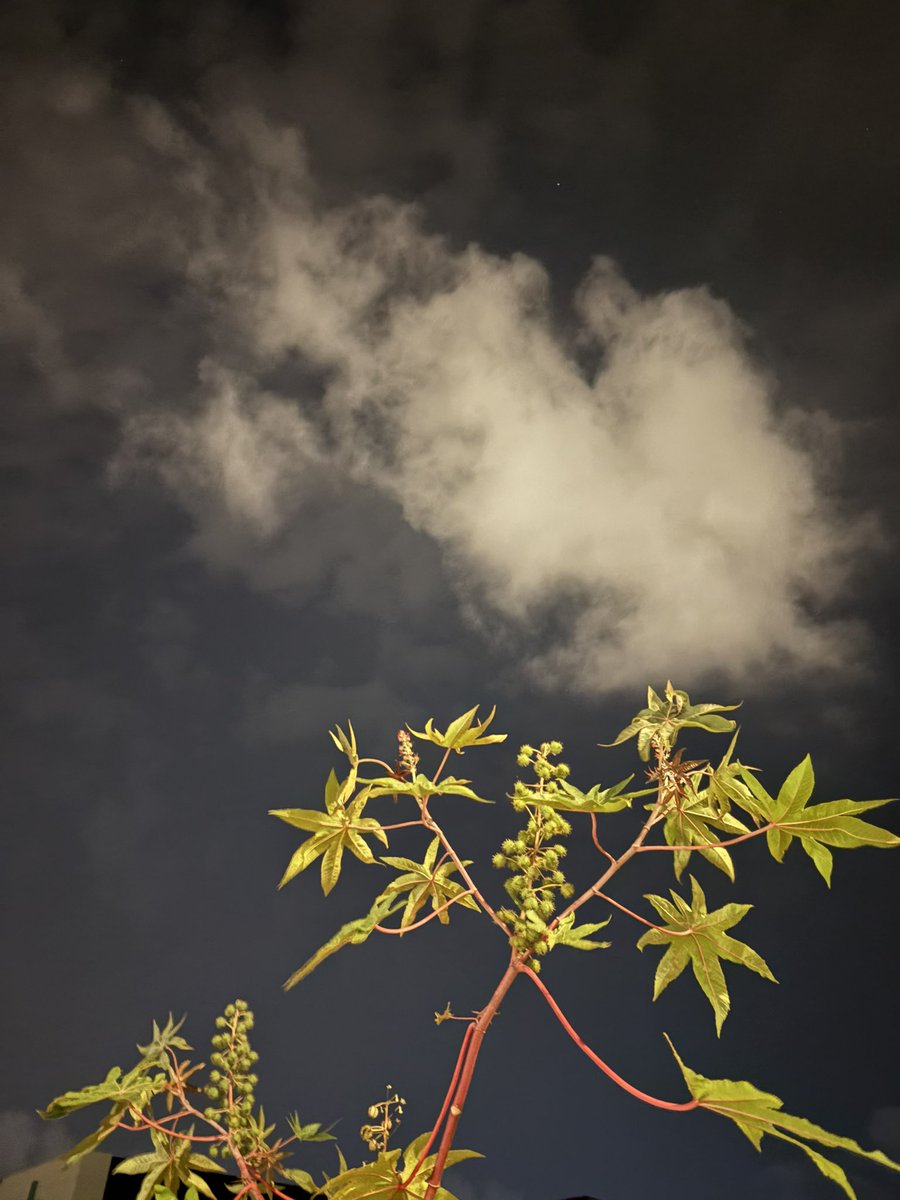 memorydrum's tweet photo. Clouds and gapsite weeds on a balmy Spanish night https://t.co/tCVpcXsMdB