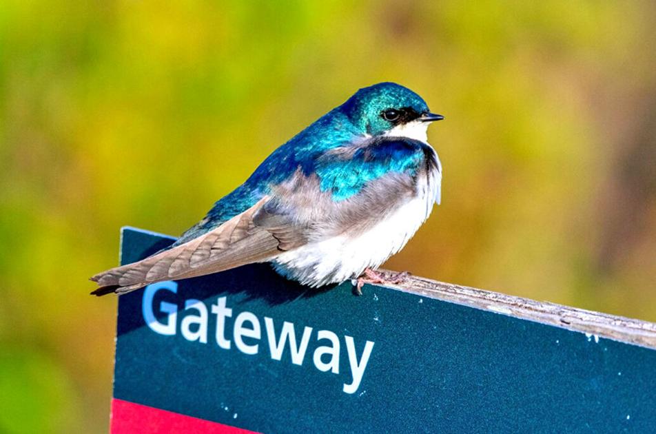 QueensChronicle's tweet photo. The Jamaica Bay Wildlife Refuge welcomes all to enjoy its ample natural space this summer, offering guided walks, birding events and more. https://t.co/4crAHhHJT3 https://t.co/OSNEf9GB0d