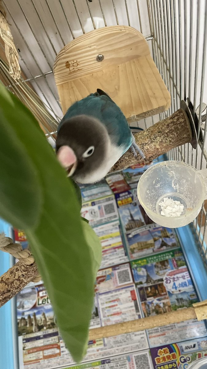 misatomc's tweet photo. 26.6.19
今日の敷き紙

阪急交通社 https://t.co/CpykfXC97L