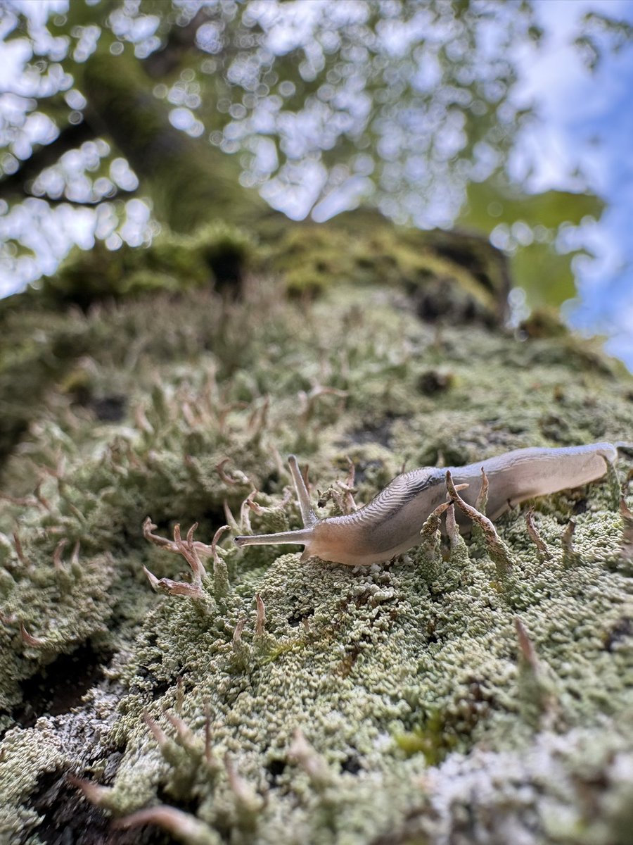 nuno0onun's tweet photo. 地衣類にナメクジ

#地衣類 #lichen #slug https://t.co/6vmkV20TlL