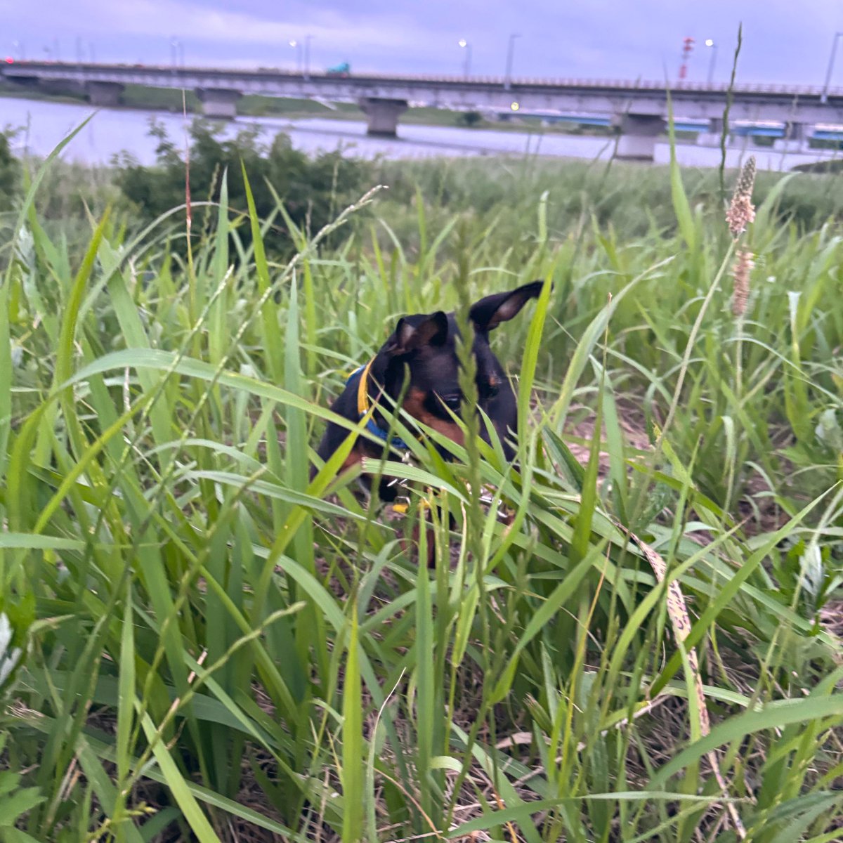 vallaco's tweet photo. 夕散歩のギャル。 https://t.co/JuB1tiJL0A