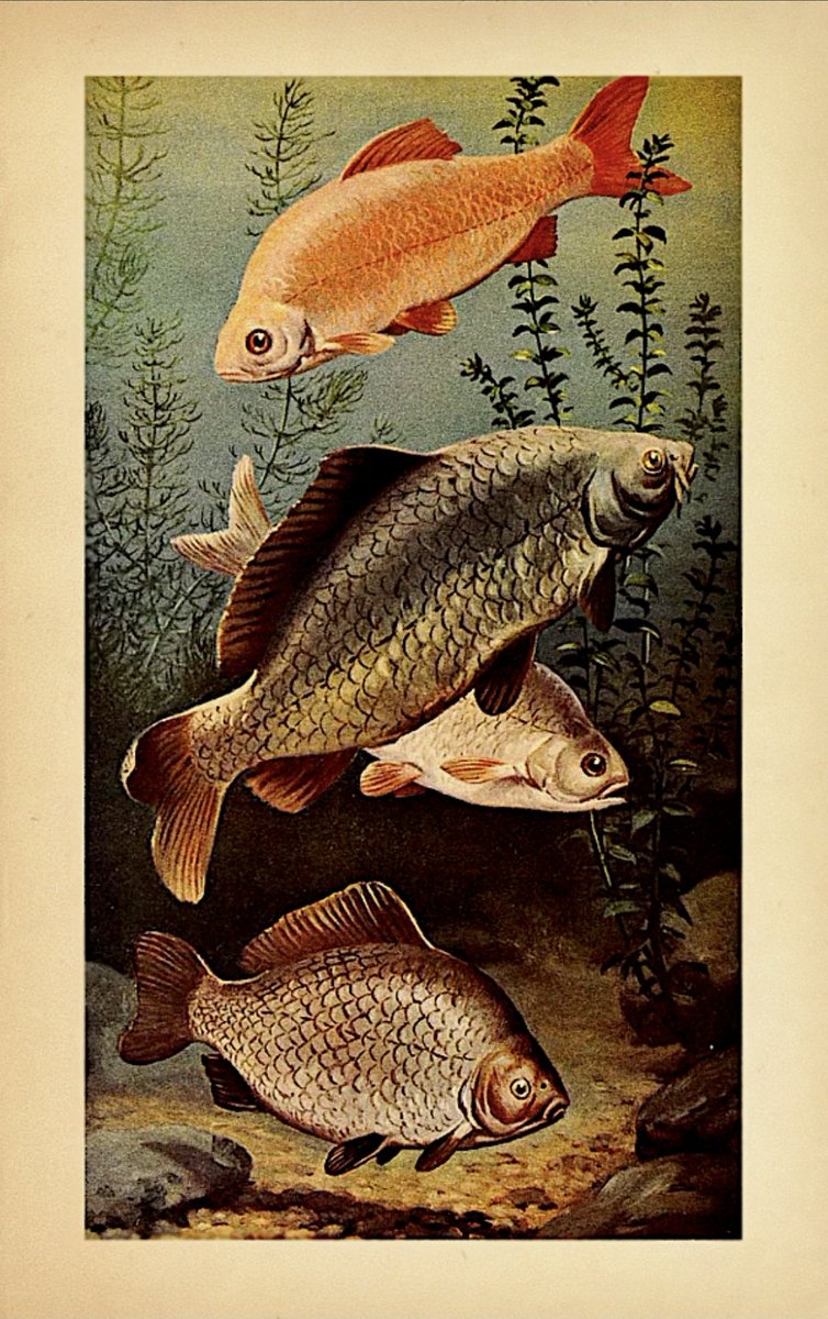 Robogiggles's tweet photo. #FishFriday 🐟🐡🐠🐟🐡🐠 https://t.co/MCiEzIJCIG